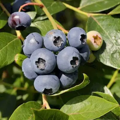 Голубика ШАНТЕКЛЕР в Витебске