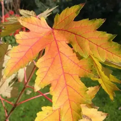 Клен серебристый в Витебске