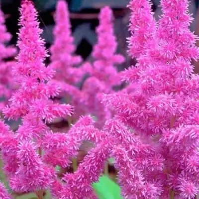 Астильба АМЕТИСТ Арендса в Витебске