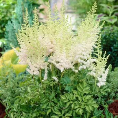 Астильба МИЛК ЭНД ХАНИ китайская в Витебске