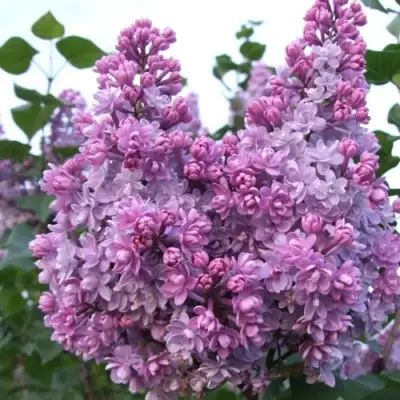 Сирень КОЛХОЗНИЦА в Витебске