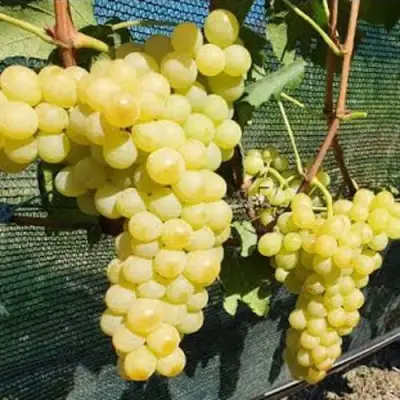 Виноград КИШМИШ ЗОЛОТЦЕ в Витебске