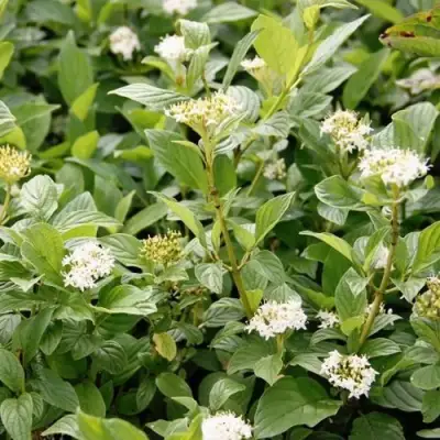 Дерен ФЛАВИРАМЕА отпрысковый в Витебске