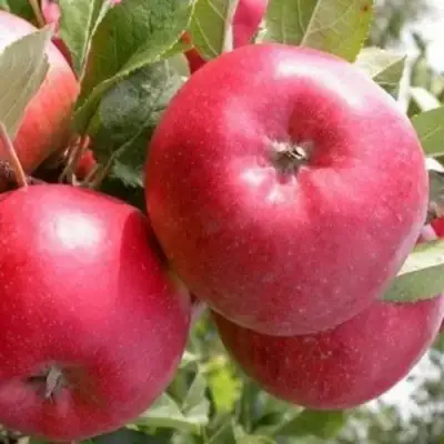 Яблоня ПОСПЕХ в Витебске