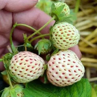 Клубника АНАНАСА ремонтантная в Витебске