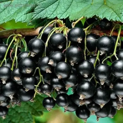 Смородина черная БЕН КОНАН в Витебске