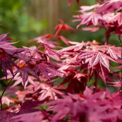 Клен дланевидный АТРОПУРПУРЕУМ в Витебске