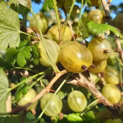 Крыжовник БЕЛОРУCСКИЙ САХАРНЫЙ 2 в Витебске