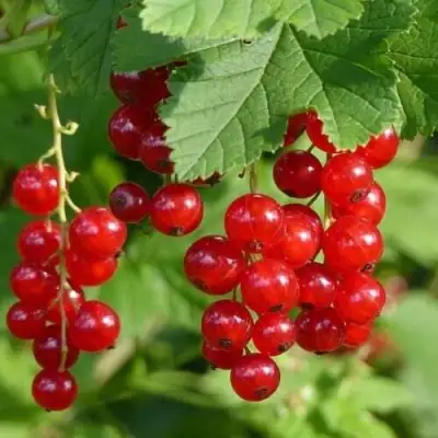 Смородина красная РОНДОМ в Витебске