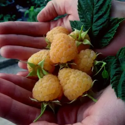 Малина ЗЮГАНА ЗОЛОТАЯ в Витебске