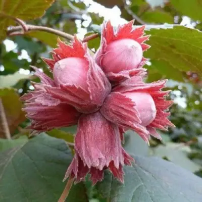 Фундук СКАРЛЕТТ в Витебске