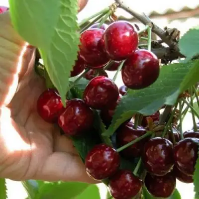 Черешня СЮБАРОВСКАЯ в Витебске