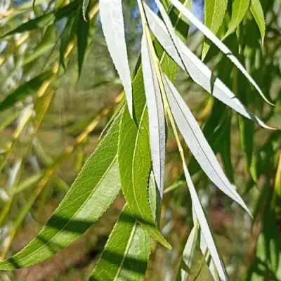 Ива ВИТЕЛЛИНА белая  в Витебске