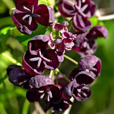 Акебия ПЯТЁРНАЯ  в Витебске