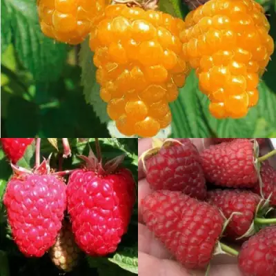 Комплект ЗОЛОТАЯ МАЛИНА в Витебске