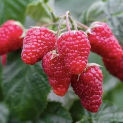 Малина МАРОСЕЙКА в Витебске