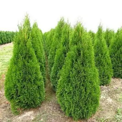 Туя СМАРАГД западная в Витебске