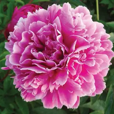 Пион ПУРПУРНАЯ ФЕЕРИЯ травянистый в Витебске