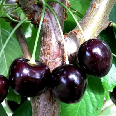 Вишня ШОКОЛАДНИЦА в Витебске