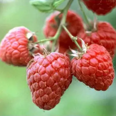 малина Херитейдж