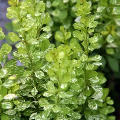 Барбарис ПАУ ВАУ тунберга в Витебске