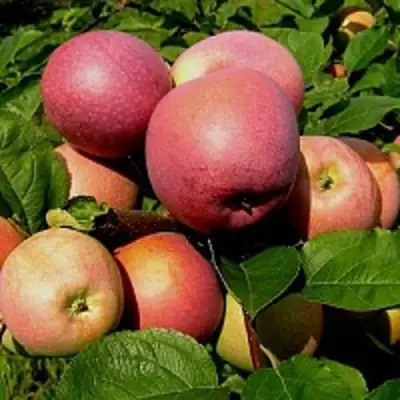 Яблоня СЛАВА ПОБЕДИТЕЛЯМ в Витебске