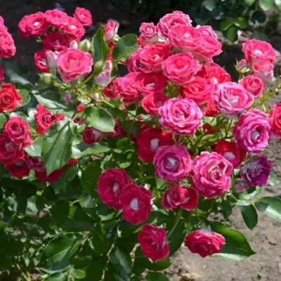 Роза ШОНЕ КОБЛЕНЦЕРИН флорибунда в Витебске