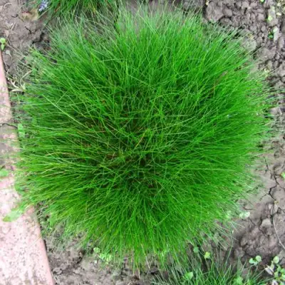 Овсяница ГОТЬЕ в Витебске