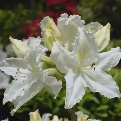 Азалия ОКСИДОЛ листопадная в Витебске