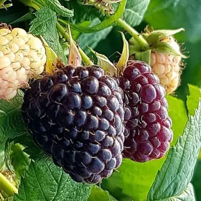 Малина БЛЭК ПОЛЬКА (ХЕБАН) в Витебске