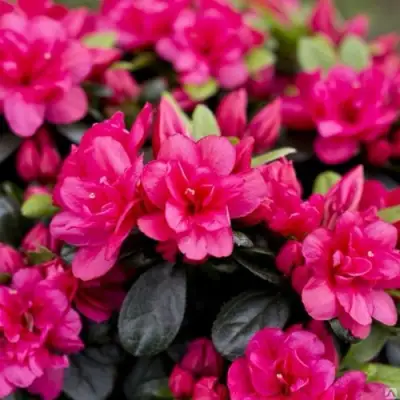 Азалия КАНЗОНЕТТА японская в Витебске