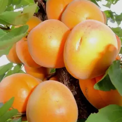 Абрикос ДЕСЕРТНЫЙ в Витебске
