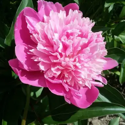 Пион ГОЛУБАЯ ХРИЗАНТЕМА травянистый в Витебске