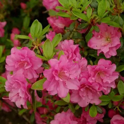 Азалия РОЗИНЕТТА японская в Витебске