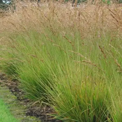 Молиния ПОЛ ПЕТЕРСОН голубая в Витебске