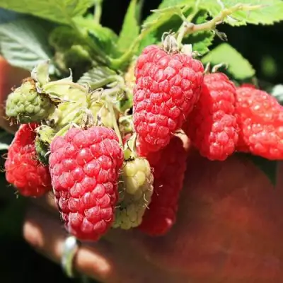 Малина ПАТРИЦИЯ в Витебске