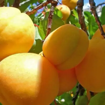 Абрикос ПАМЯТЬ ЛОЙКО в Витебске