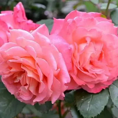 Роза ИНСТИТУТ ЛЮМЬЕР шраб в Витебске