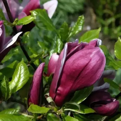 Магнолия НИГРА в Витебске