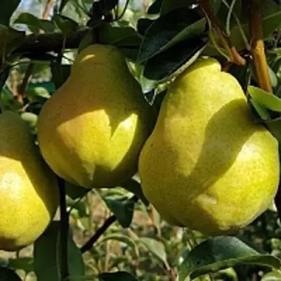 саженцы груши Сокровище