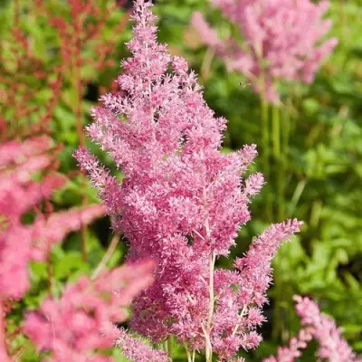 Астильба РЕЙНЛЕНД японская в Витебске