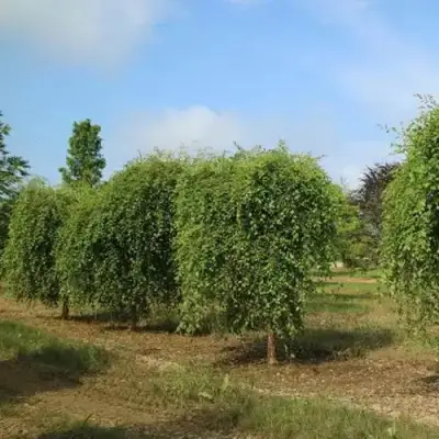 Береза САММЕР КАСКАД черная в Витебске