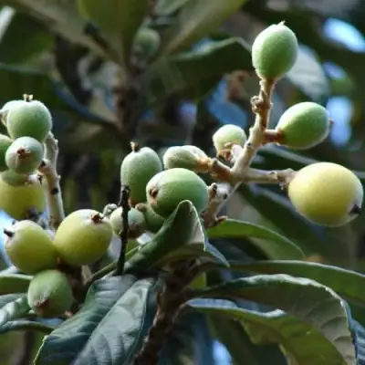 МУШМУЛА  в Витебске