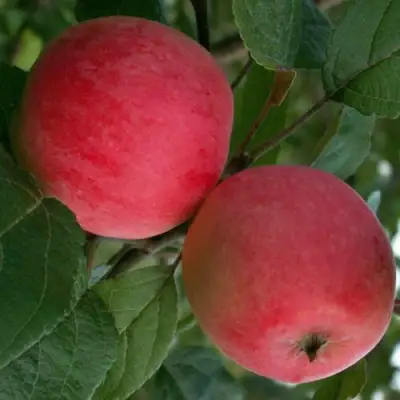 Яблоня СУЙСЛЕПСКОЕ (МАЛИНОВКА) в Витебске