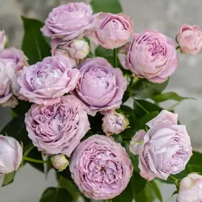 Роза ЛАВАНДЕР БАБЛС спрей в Витебске