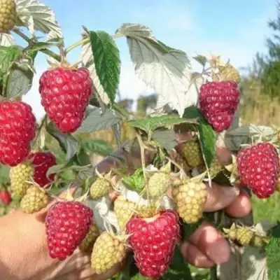 Малина ЖАР-ПТИЦА в Витебске