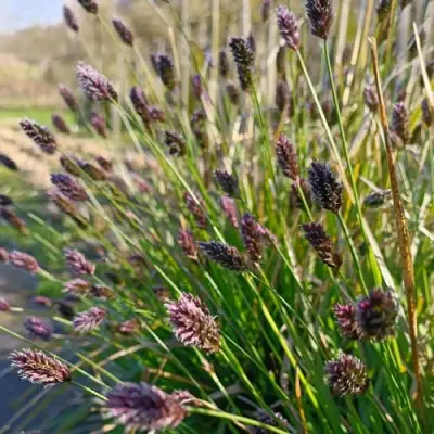 Сейслерия ХЕФЛЕРА в Витебске