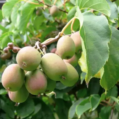 Актинидия ЛЮСИ аргута  в Витебске