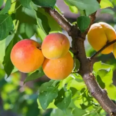 Абрикос РИТАУСМА в Витебске