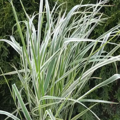 Вейник ОВЕРДАМ остроцветковый в Витебске